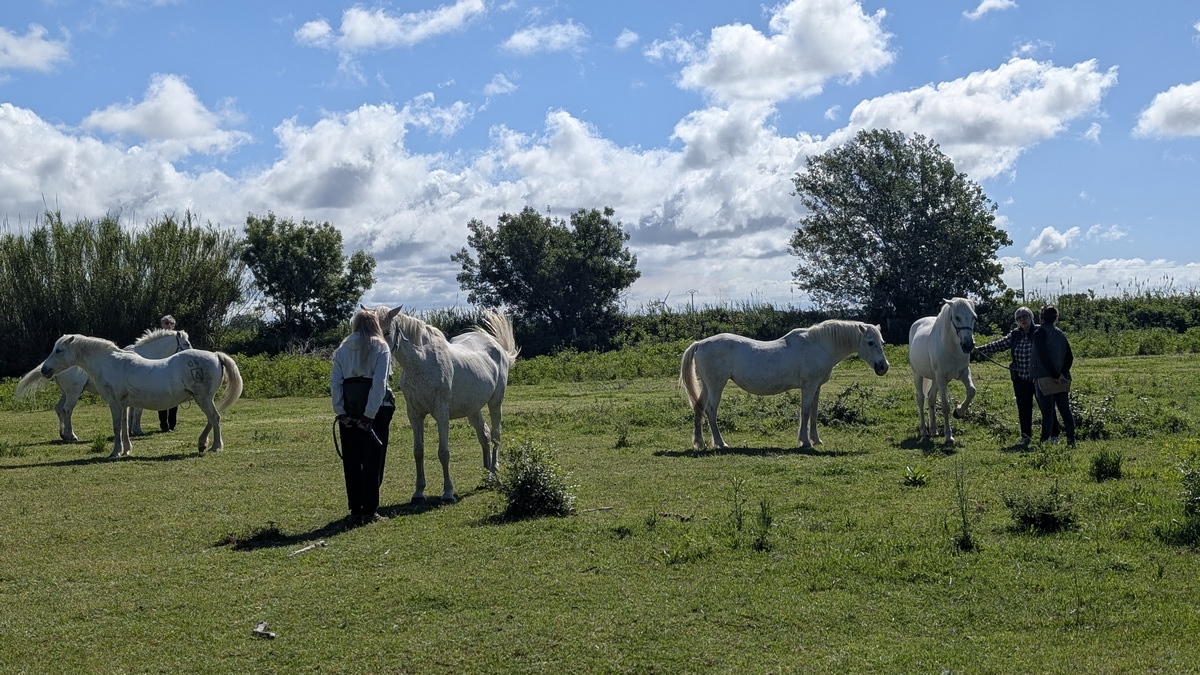 Les participants avec leur cheval durant la session de cheminement thérapeutique, Stage au Mas du Grand Peloux, Camargue, France, mai 2026